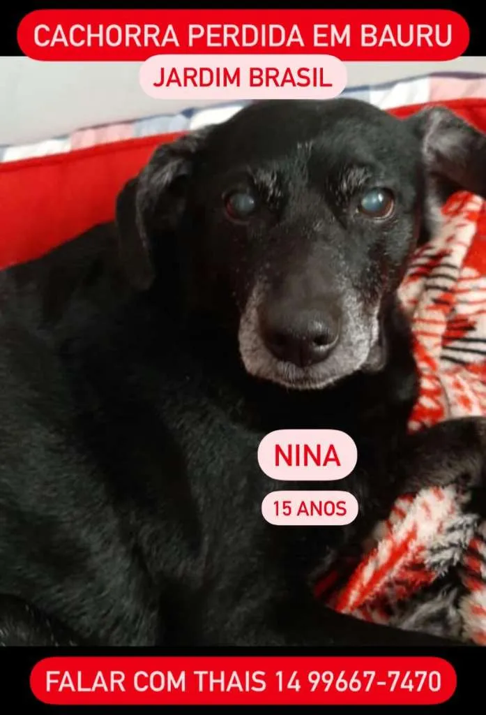 Cachorro ra a SRD-ViraLata idade 6 ou mais anos nome Nina