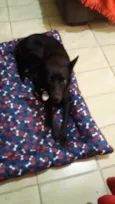 Pantera