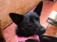 Pantera