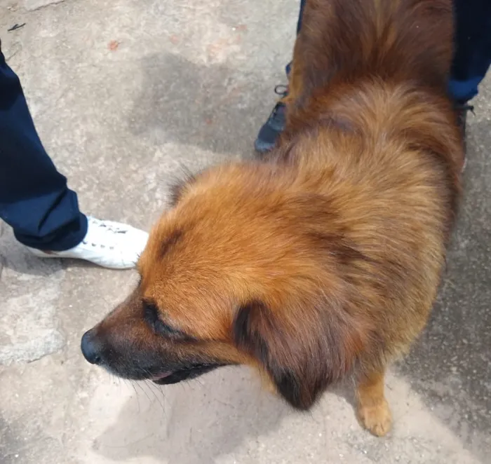 Cachorro raça MIX idade 2 anos nome CARAMELO