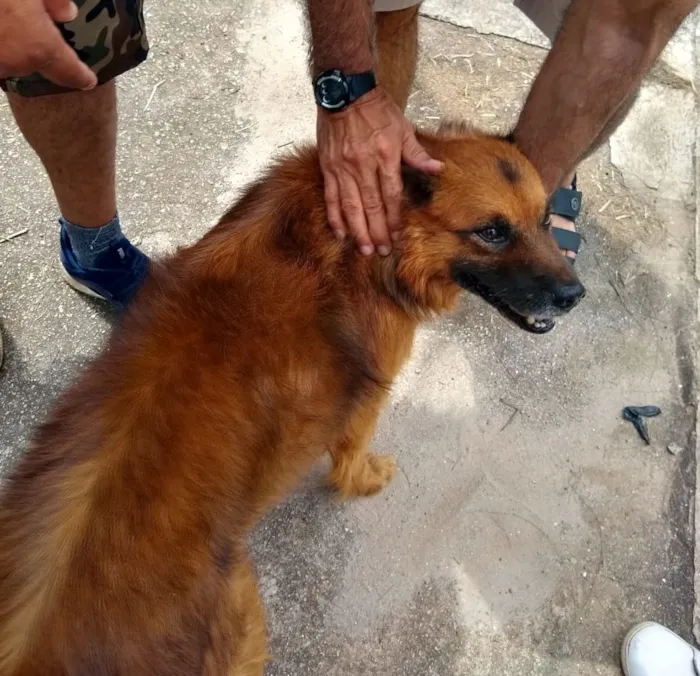 Cachorro raça MIX idade 2 anos nome CARAMELO
