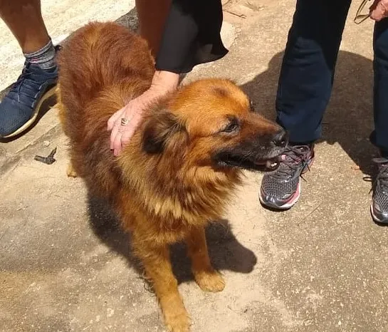 Cachorro raça MIX idade 2 anos nome CARAMELO