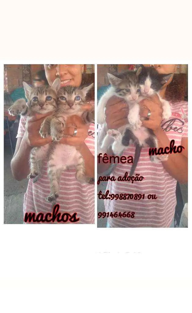 Gato raça Srd idade Abaixo de 2 meses nome Filhotes