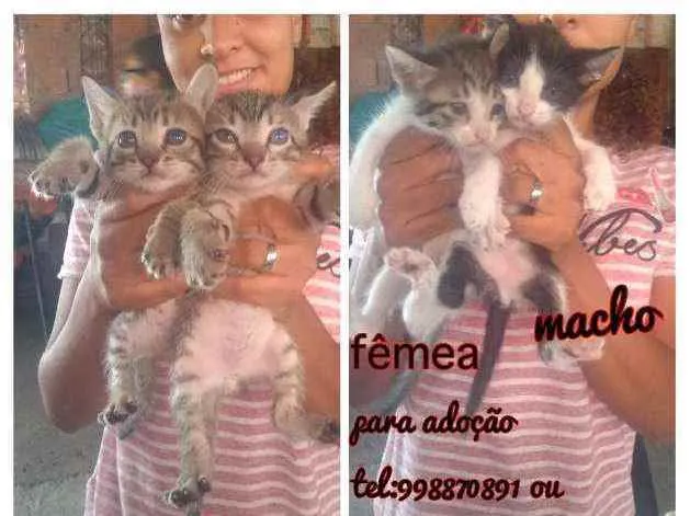 Gato raça Srd idade Abaixo de 2 meses nome Filhotes