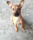 Dorinha
