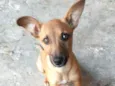 Dorinha