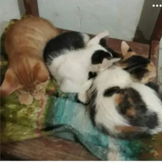 Gato raça  idade 2 a 6 meses nome Sem nome
