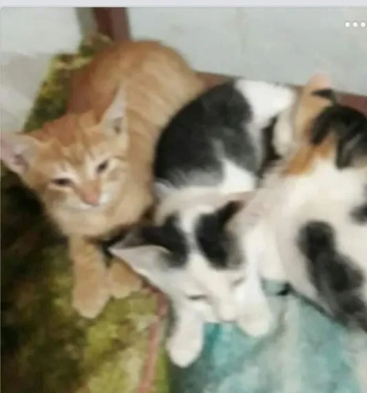 Gato raça  idade 2 a 6 meses nome Sem nome