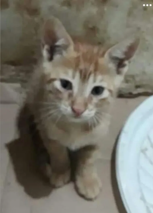 Gato raça  idade 2 a 6 meses nome Sem nome