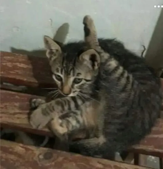 Gato raça  idade 2 a 6 meses nome Sem nome