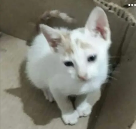 Gato raça  idade 2 a 6 meses nome Sem nome