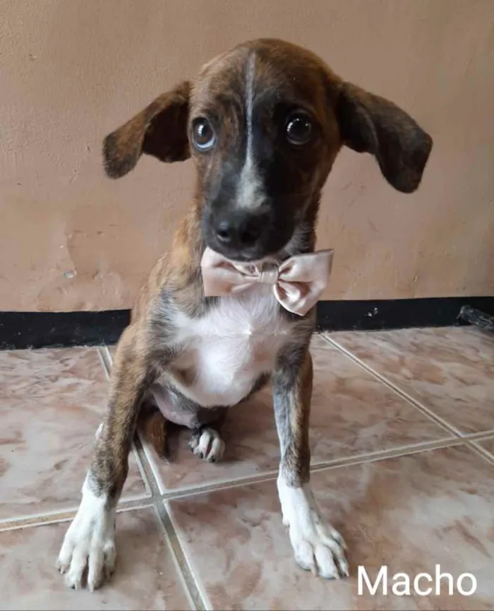 Cachorro ra a SEM RAÇA DEFINIDA.  idade 2 a 6 meses nome SEM NIME.