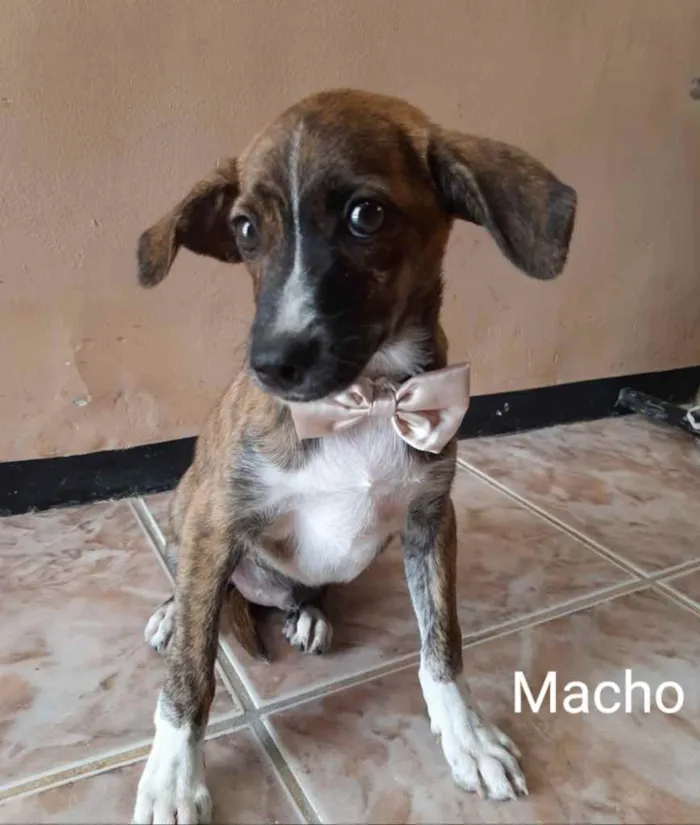 Cachorro ra a SEM RAÇA DEFINIDA.  idade 2 a 6 meses nome SEM NIME.
