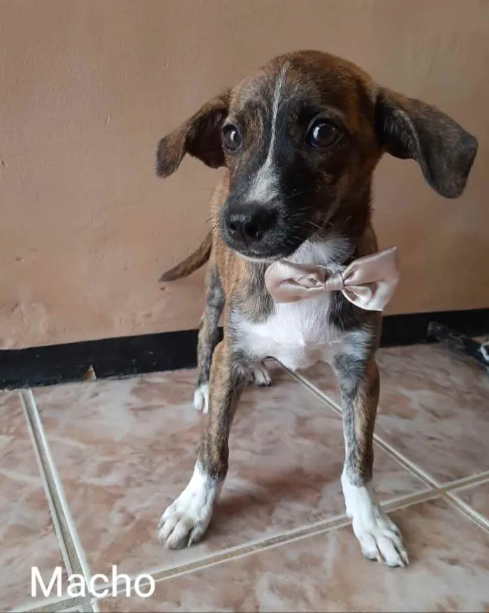 Cachorro ra a SEM RAÇA DEFINIDA.  idade 2 a 6 meses nome SEM NIME.