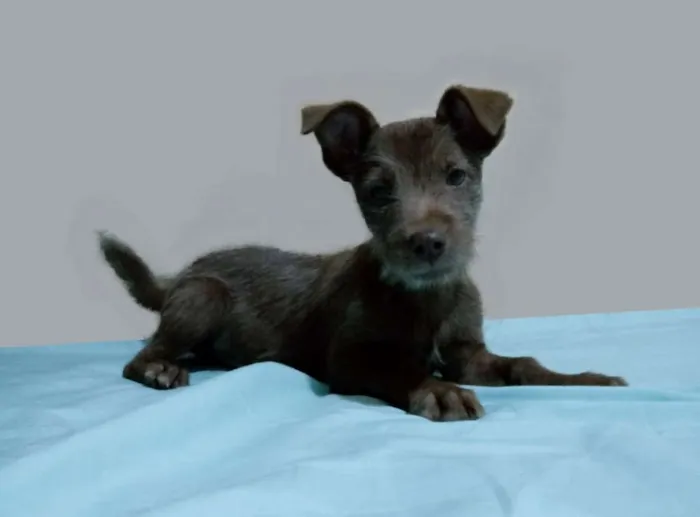 Cachorro ra a SRD-ViraLata idade 2 a 6 meses nome Sem nome