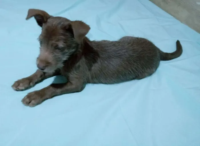 Cachorro ra a SRD-ViraLata idade 2 a 6 meses nome Sem nome