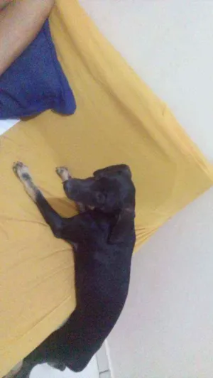Cachorro raça viralata idade 2 a 6 meses nome sem nome