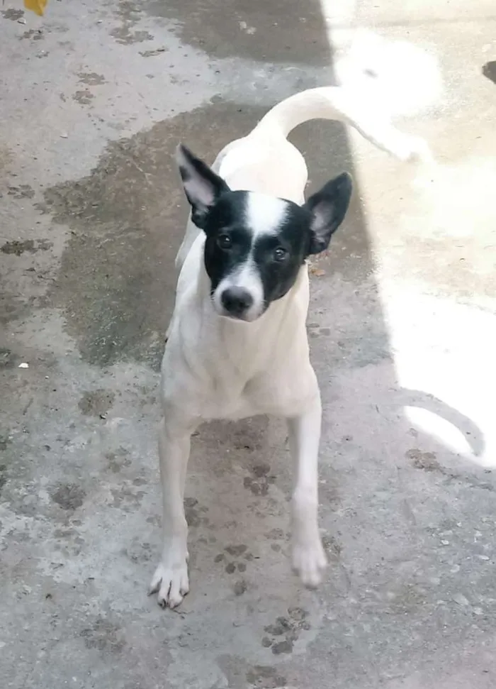 Cachorro ra a SRD-ViraLata idade 3 anos nome Bob