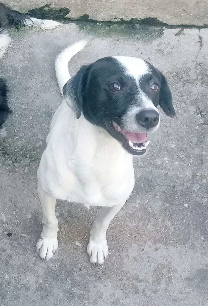 Cachorro ra a SRD-ViraLata idade 3 anos nome Bob