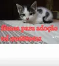 Mily