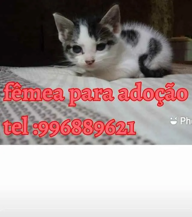 Gato raça Srd idade Abaixo de 2 meses nome Mily