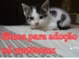 Mily