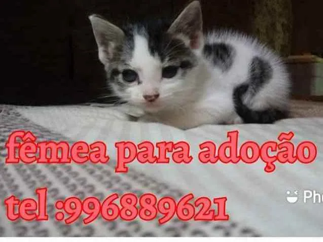 Gato raça Srd idade Abaixo de 2 meses nome Mily