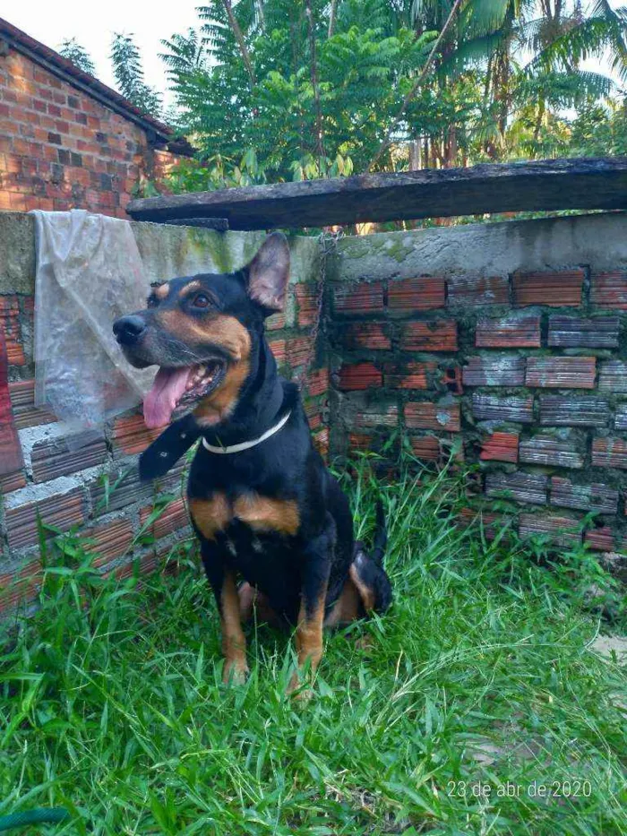 Cachorro ra a Hotiville/pastor alemão idade 5 anos nome Baruck