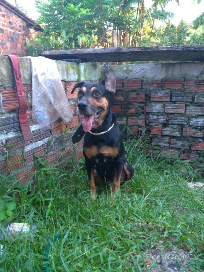 Cachorro ra a Hotiville/pastor alemão idade 5 anos nome Baruck