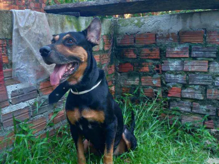 Cachorro ra a Hotiville/pastor alemão idade 5 anos nome Baruck