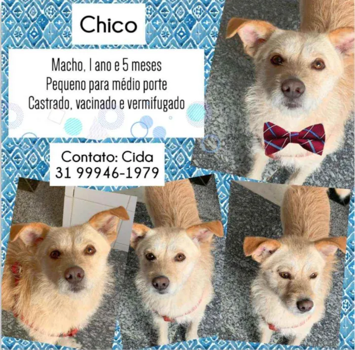Cachorro raça SRD idade 1 ano nome Chico