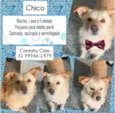Chico