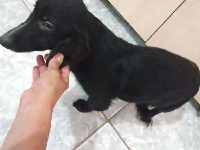 Cachorro ra a Vira lata idade 1 ano nome Pretinha /perola