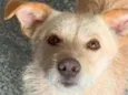 Chico