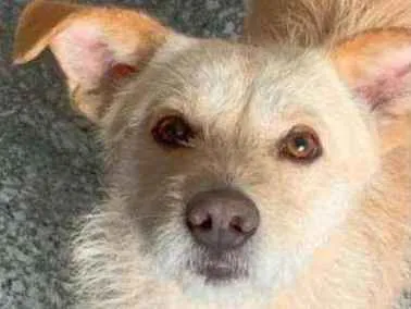 Cachorro raça SRD idade 1 ano nome Chico