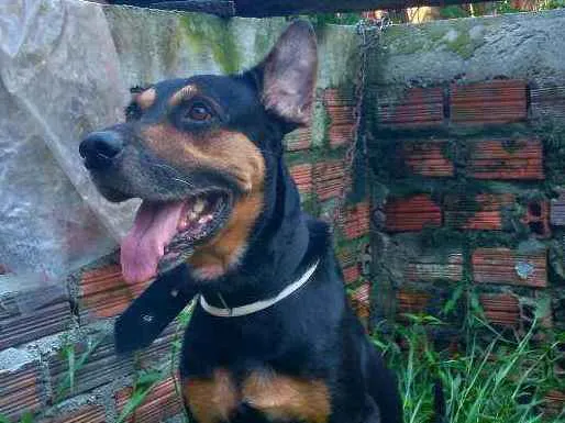 Cachorro ra a Hotiville/pastor alemão idade 5 anos nome Baruck