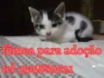 Mily