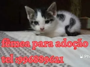 Gato raça Srd idade Abaixo de 2 meses nome Mily