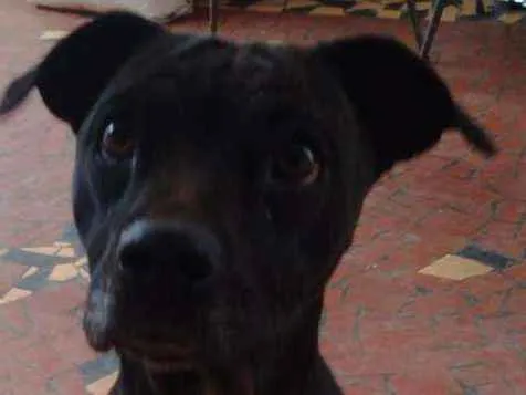 Cachorro ra a SRD idade 7 a 11 meses nome Lelê