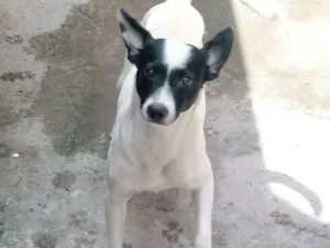 Cachorro raça SRD-ViraLata idade 3 anos nome Bob