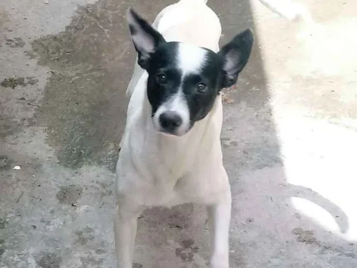 Cachorro ra a SRD-ViraLata idade 3 anos nome Bob