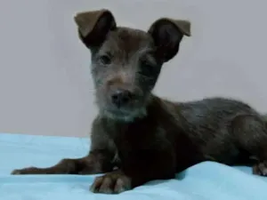 Cachorro raça SRD-ViraLata idade 2 a 6 meses nome Sem nome