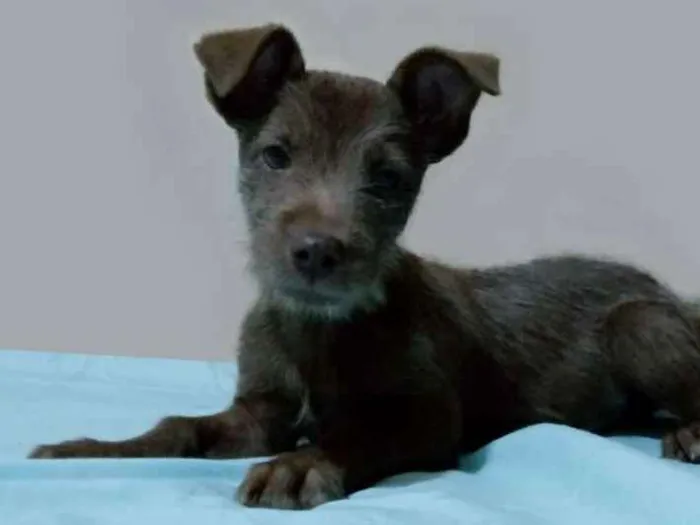 Cachorro ra a SRD-ViraLata idade 2 a 6 meses nome Sem nome