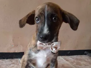 Cachorro raça SEM RAÇA DEFINIDA.  idade 2 a 6 meses nome SEM NIME.