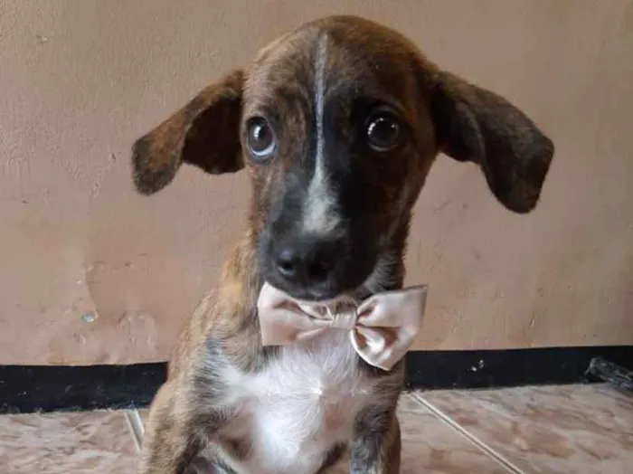 Cachorro ra a SEM RAÇA DEFINIDA.  idade 2 a 6 meses nome SEM NIME.