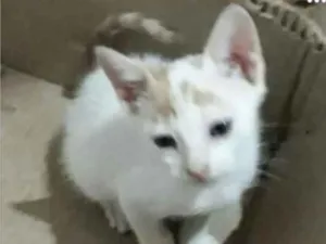 Gato raça  idade 2 a 6 meses nome Sem nome