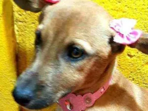 Cachorro raça  idade 2 a 6 meses nome Dorinha 