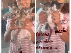 Gato raça Srd idade Abaixo de 2 meses nome Filhotes