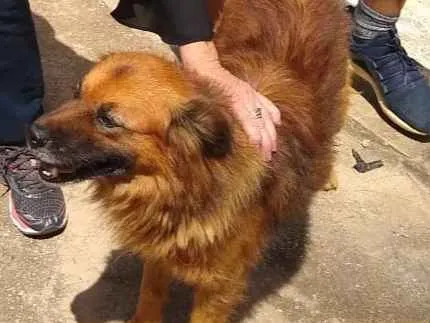 Cachorro raça MIX idade 2 anos nome CARAMELO