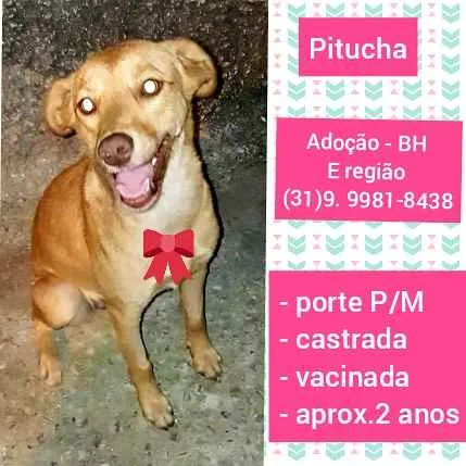 Cachorro raça SRD idade 2 anos nome Pitucha